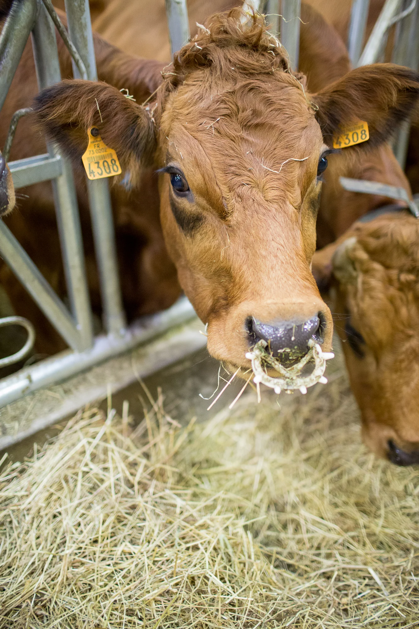 Reportage territoire en Savoie : gros plan sur une vache de race Tarine mangeant du foin.
