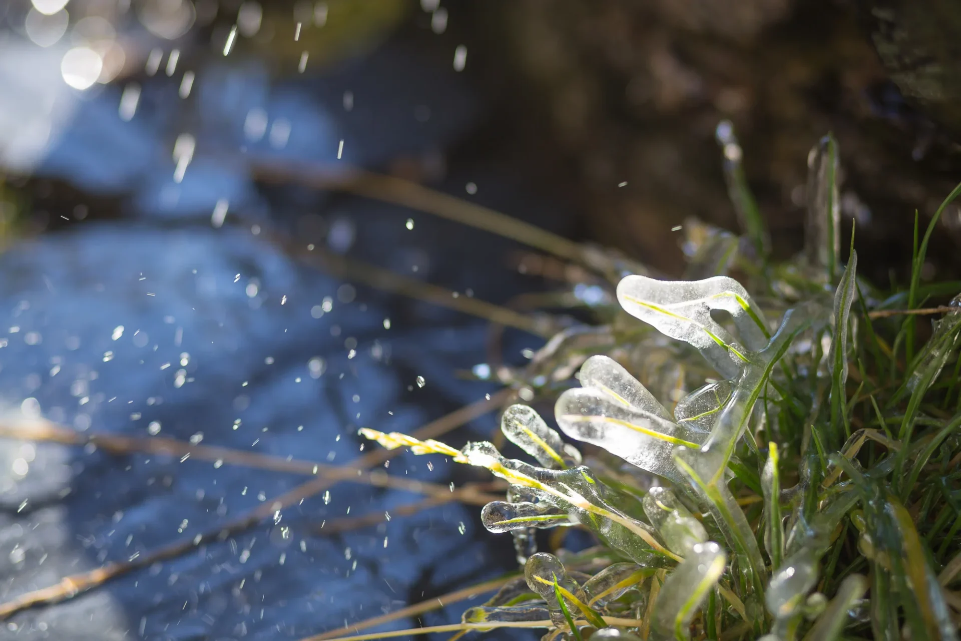 Reportage photo à Peisey Vallandry : herbes givrées et gouttes d'eau sous la lumière d'hiver.